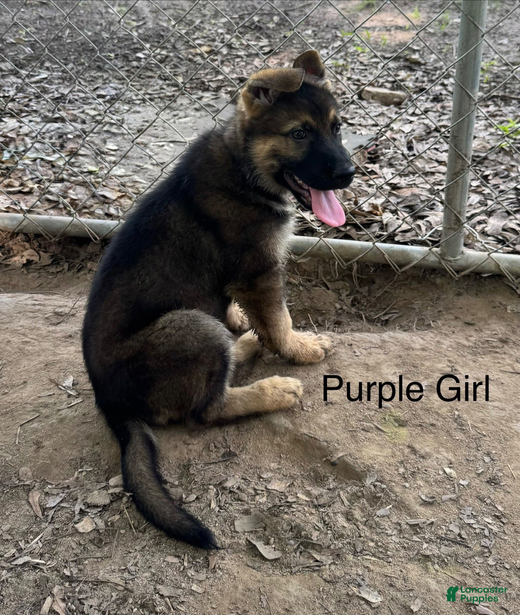 German Shepherd dogs Purple Girl German Shepherd 6 - Ad 1
