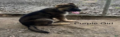 Purple Girl German Shepherd 6