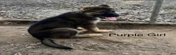 German Shepherd dogs for sale: Purple Girl German Shepherd 6 - Ad 1