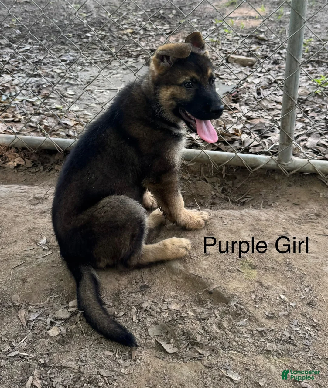 German Shepherd dogs for sale: Purple Girl German Shepherd 6 - Ad 1