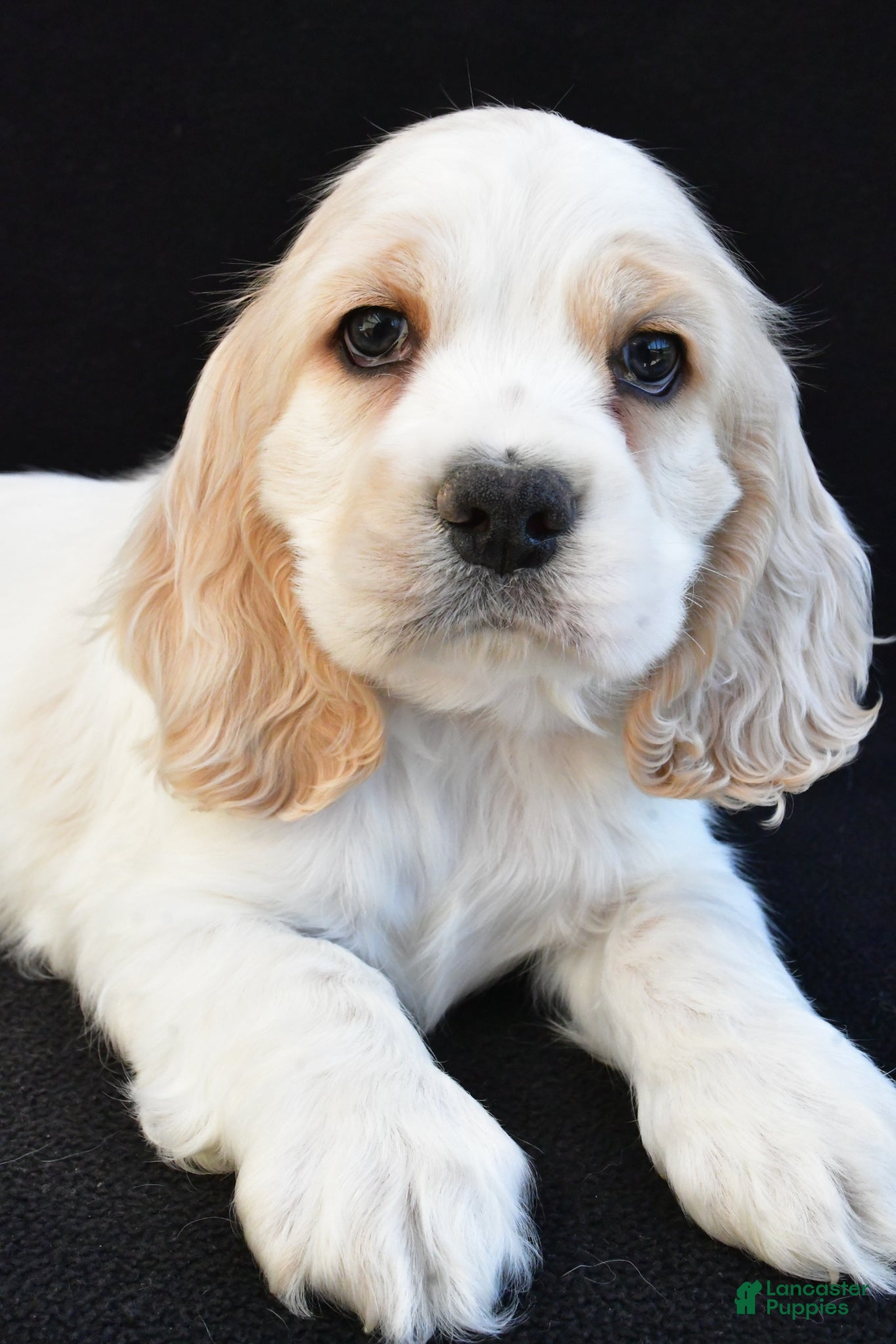 Cocker Spaniel dogs Walker - Ad 2