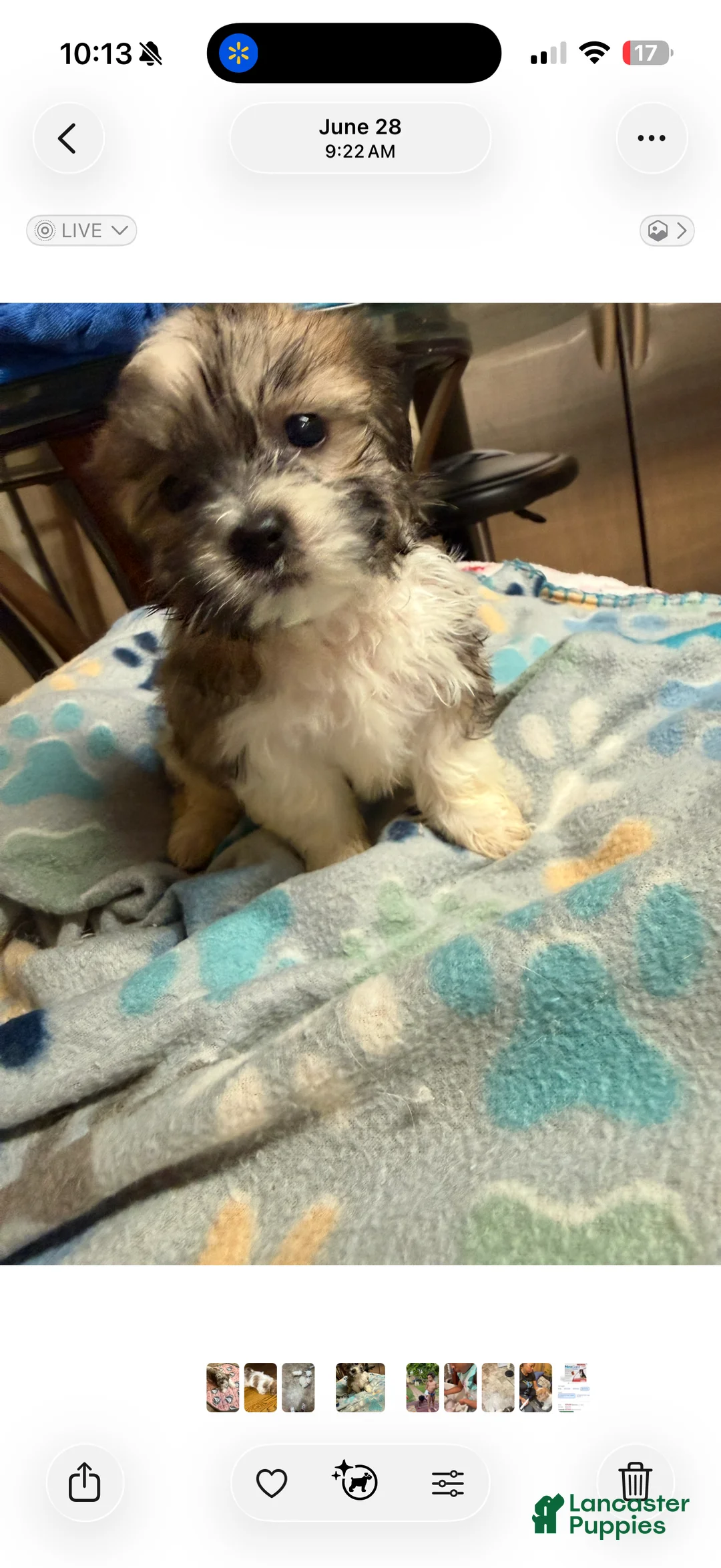 Malshi dogs for sale: Bella - Ad 2