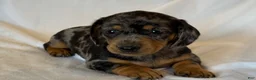 Miniature Dachshund dogs for sale: Duke - Ad 2