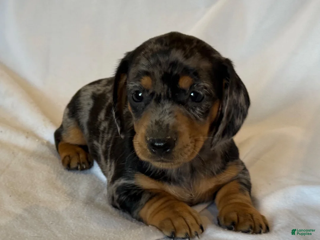 Miniature Dachshund dogs for sale: Duke - Ad 2