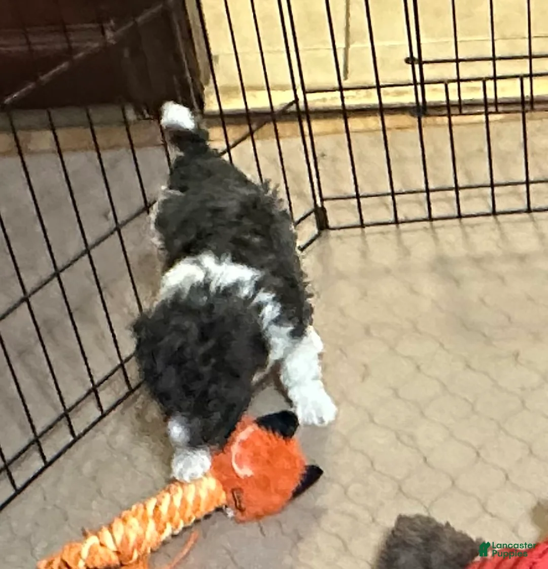 Miniature Poodle dogs for sale: Miniature Poodle Puppy 4 - Ad 2