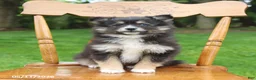 Pomsky dogs for sale: Smokey - Ad 4