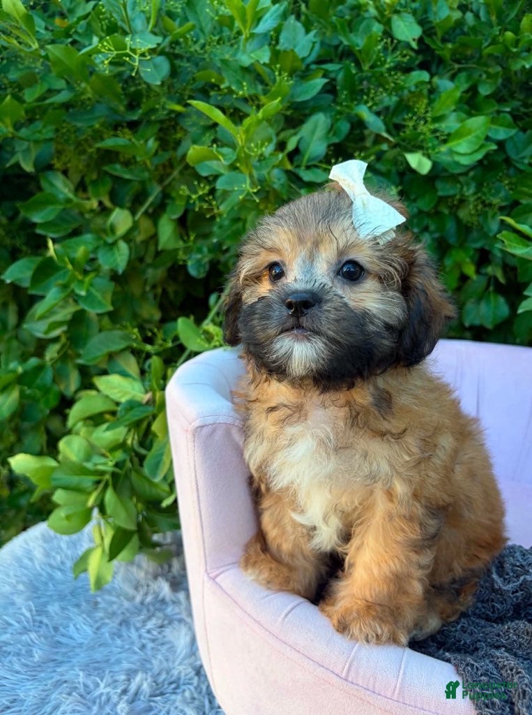 Shihpoo dogs Prim - Ad 2