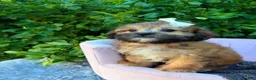 Shihpoo dogs for sale: Prim - Ad 2
