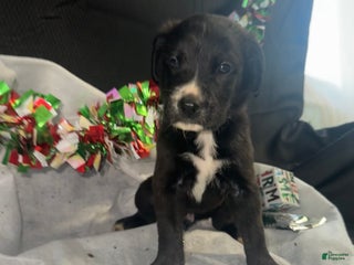 Mixed Breed dogs Dre - Ad 32