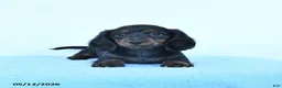 Miniature Dachshund dogs for sale: Petunia - Ad 4
