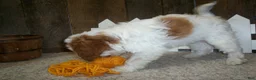 Cavapoo dogs for sale: Asher - Ad 4