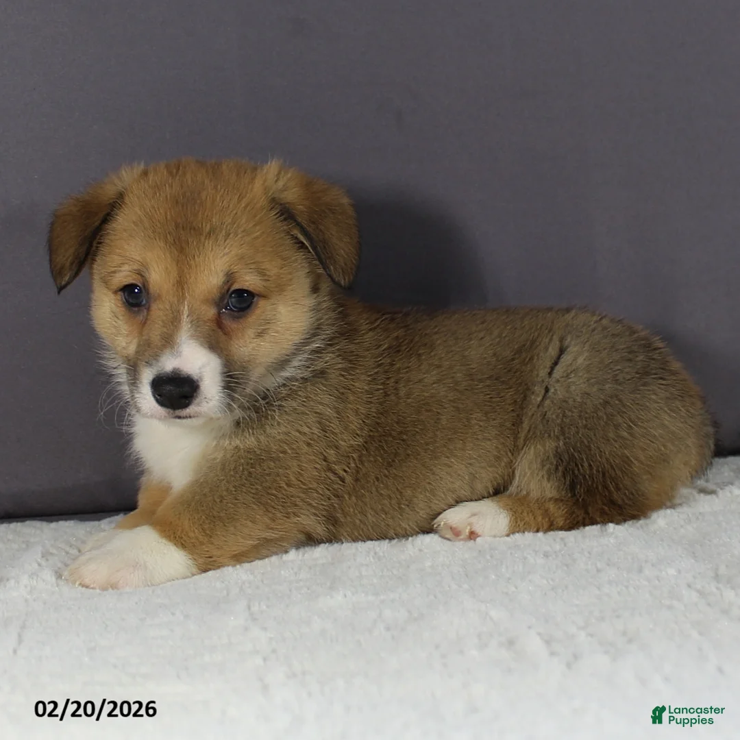 Welsh Corgi Pembroke dogs for sale: Jenna - Ad 6