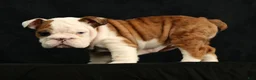 English Bulldog dogs for sale: Autumn - Ad 9