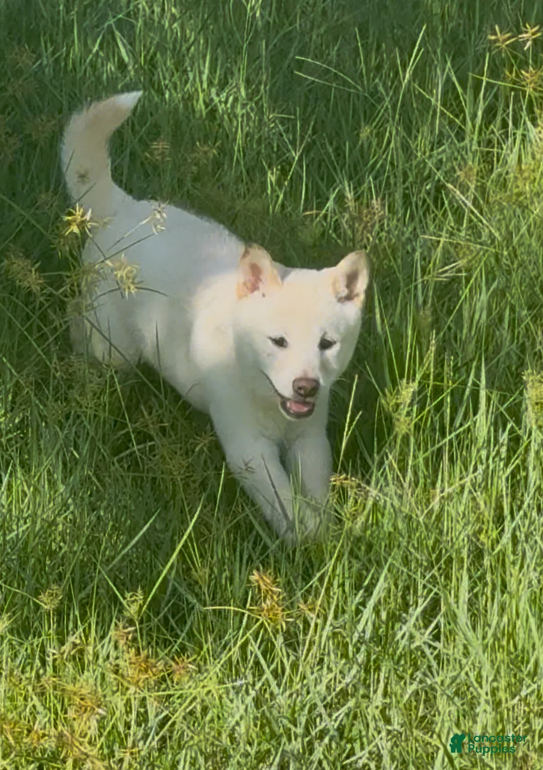 Shiba Inu dogs for sale: Shiba Inu Puppy 6 - Ad 15