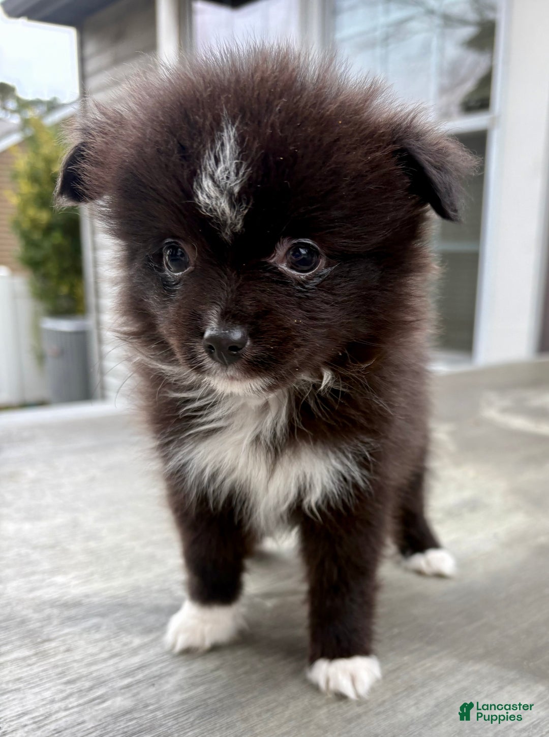 Mixed Breed dogs for sale: Archie - Ad 6