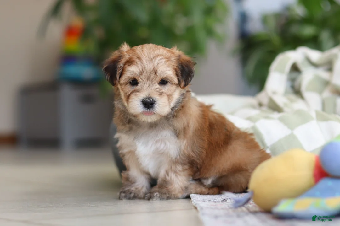 Morkie dogs for sale: Sarah - Ad 15