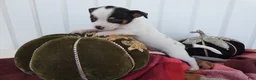 Chihuahua dogs for sale: Chihuahua 3 Thunder - Ad 2
