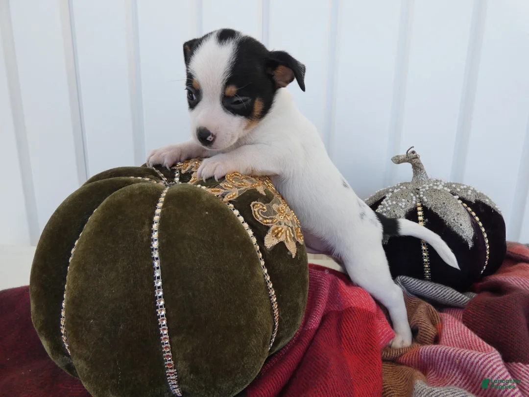 Chihuahua dogs for sale: Chihuahua 3 Thunder - Ad 2
