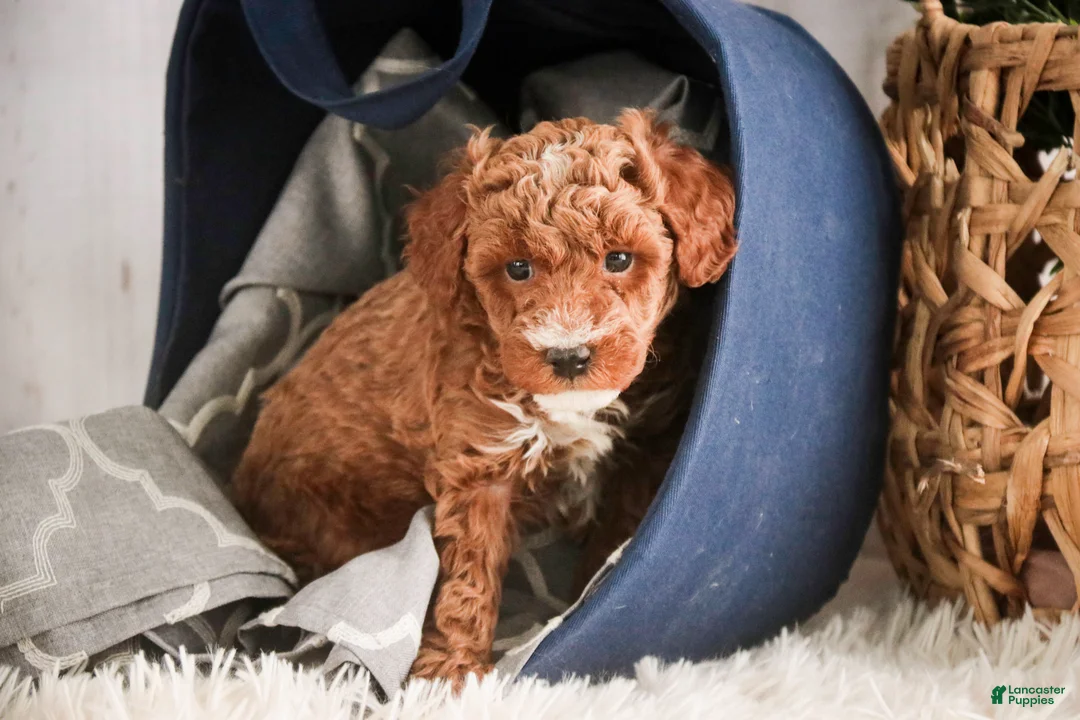 Miniature Poodle dogs for sale: Jasper - Ad 2