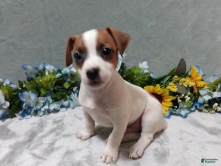 Jack Russell Terrier dogs - Ad 9