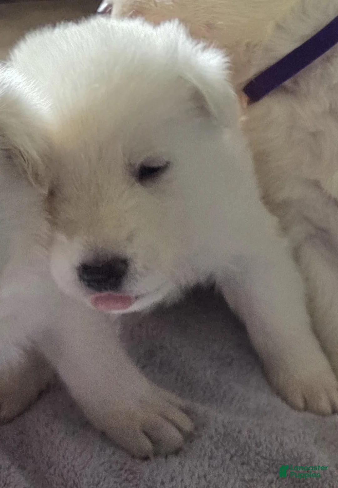 German Shepherd dogs for sale: Light Pink - Ad 2