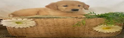 Golden Retriever dogs for sale: Jimmy - Ad 4