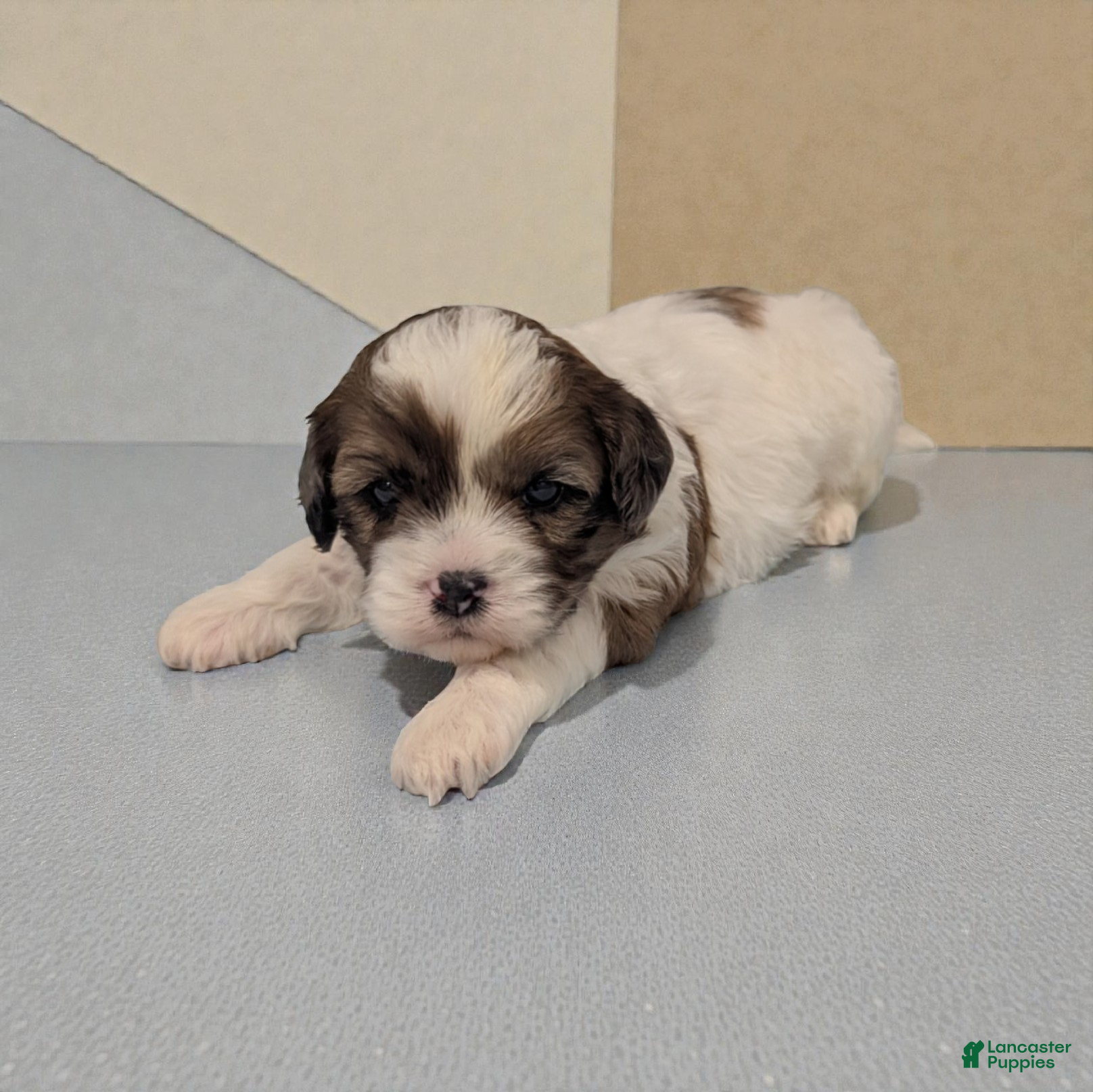 Shihpoo dogs Rascal - Ad 2