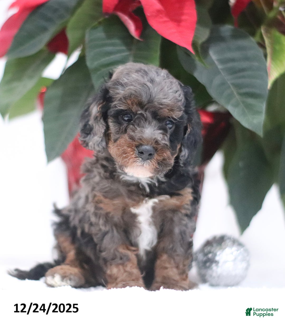 Cavapoo dogs for sale: Abby - Ad 5