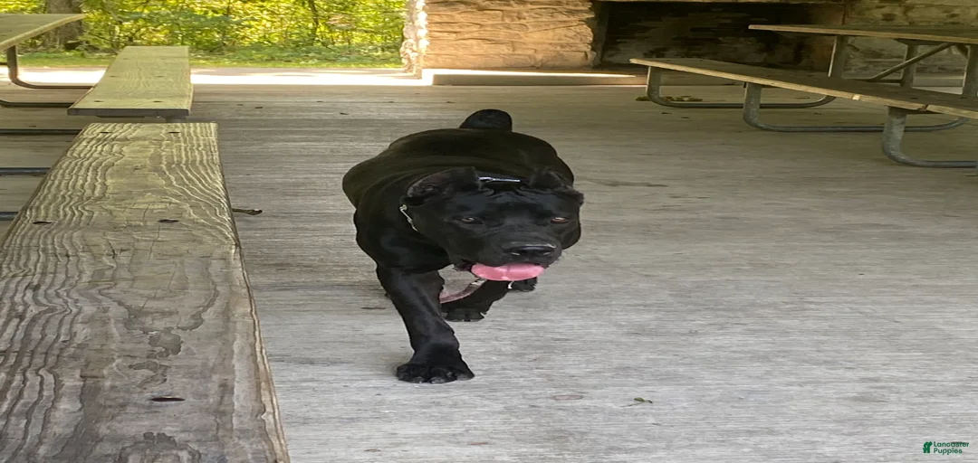 Gallery Image {{count}}