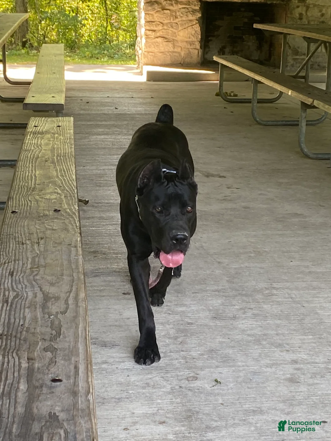 Gallery Image {{count}}