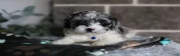 Cavapoo dogs for sale: Hudson - Ad 3