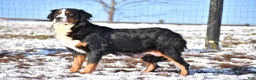 Bernese Mountain Dog dogs for sale: Princess - Ad 13