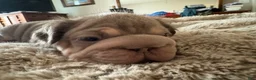 French Bulldog dogs for sale: Lucia - Ad 2