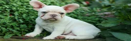 French Bulldog dogs for sale: Snoopy 🐶 - Ad 5