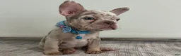 French Bulldog dogs for sale: Misty - Ad 8