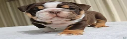 English Bulldog dogs for sale: Blaze - Ad 14