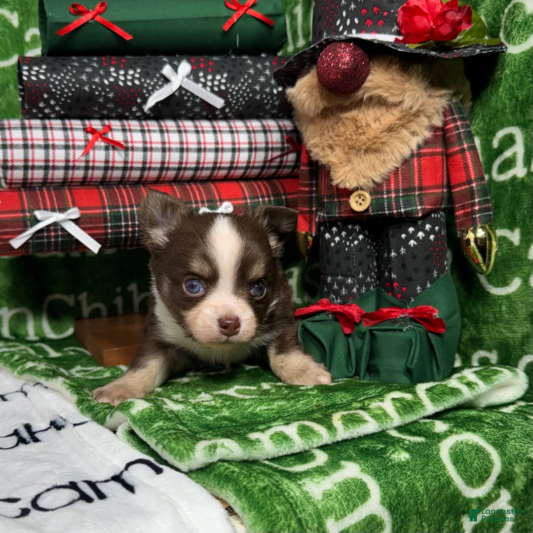 Chihuahua dogs for sale: Derek LC Chocolate Tri - Ad 1