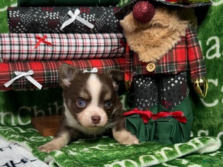 Chihuahua dogs Derek LC Chocolate Tri - Ad 18