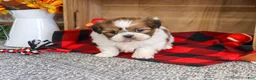 Shih Tzu dogs for sale: Jake - Ad 2