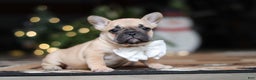 French Bulldog dogs for sale: Ivy - Ad 3