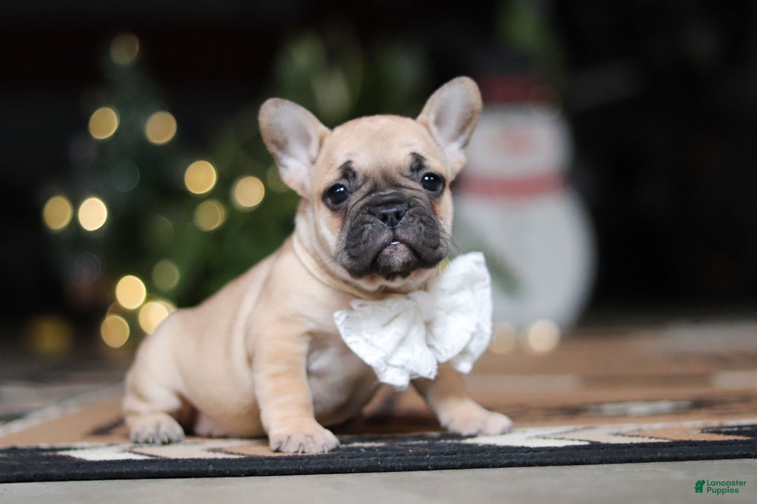 French Bulldog dogs for sale: Ivy - Ad 3