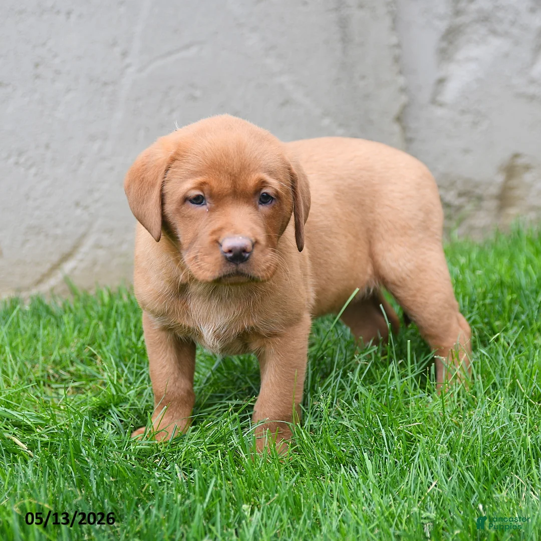 Labrador Retriever dogs for sale: Elvira - Ad 1