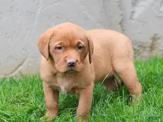 Labrador Retriever dogs for sale: Elvira - Ad 2