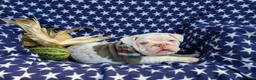 English Bulldog dogs for sale: Dunleigh - Ad 4