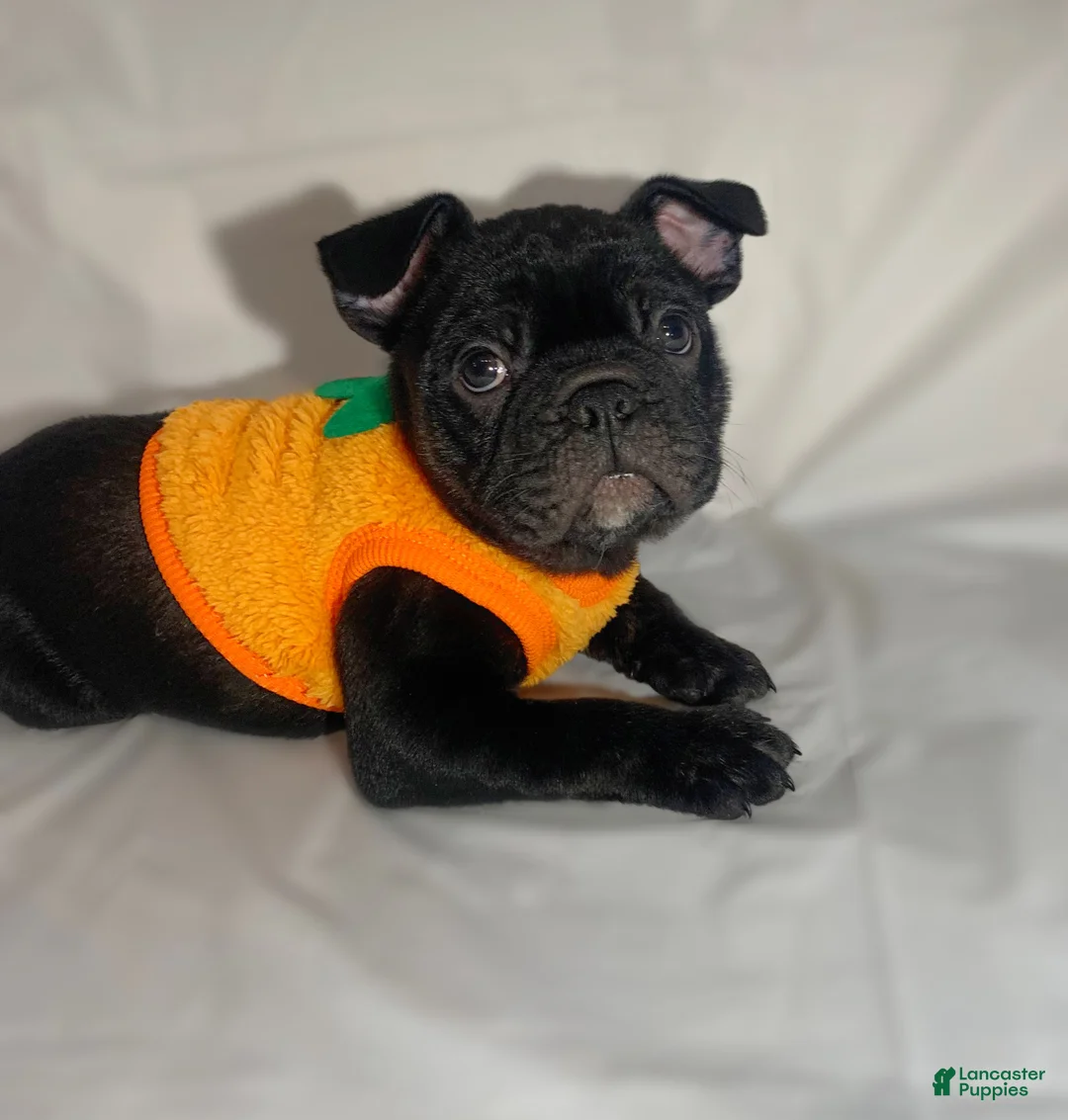 French Bulldog dogs for sale: Gohan  - Ad 2