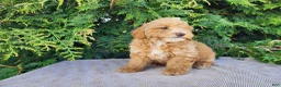 Mini Bernedoodle dogs for sale: Spencer - Ad 12