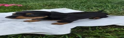 Miniature Dachshund dogs for sale: Thunder - Ad 7