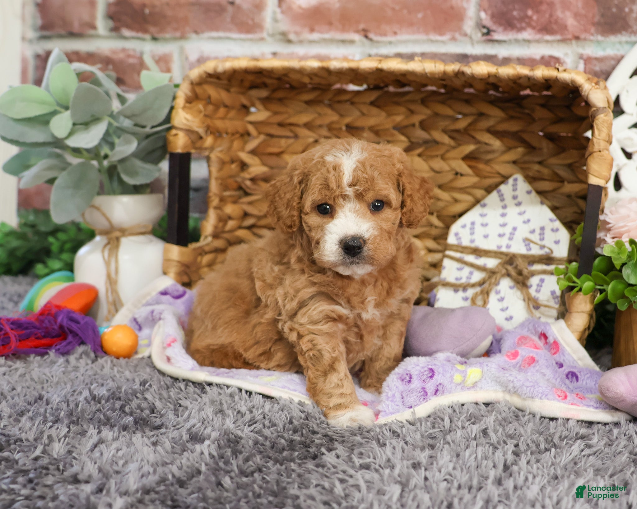 Mini Goldendoodle dogs Jade - Ad 42