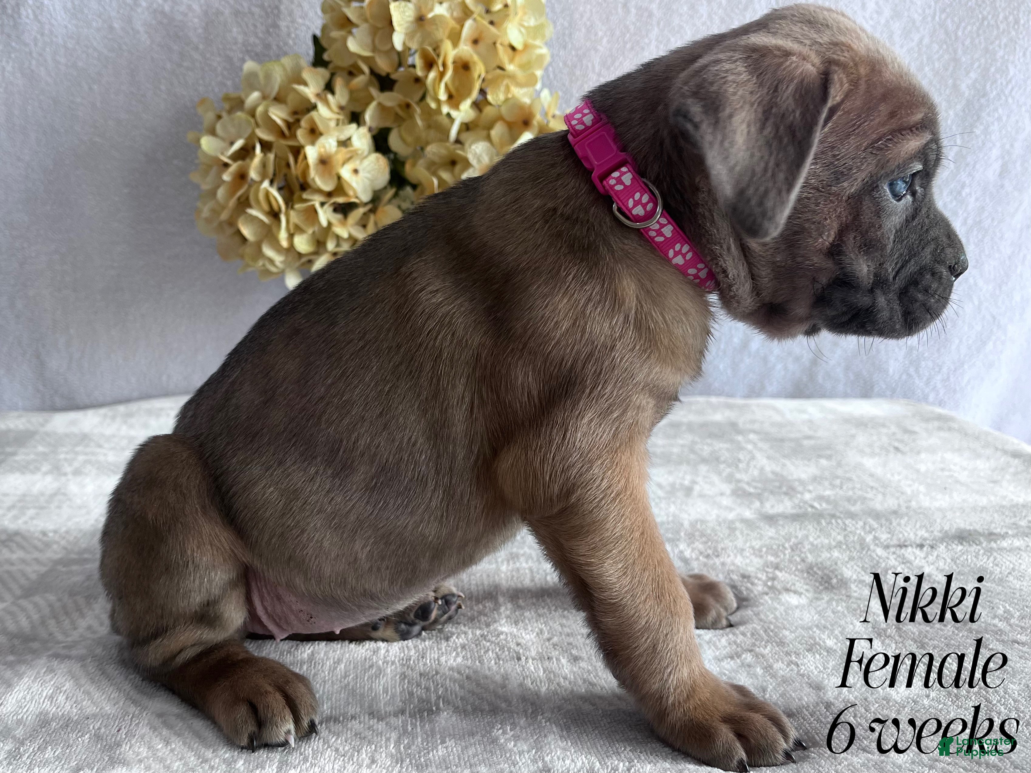 Cane Corso dogs Nikki - Ad 1