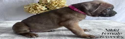 Cane Corso dogs for sale: Nikki - Ad 100